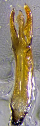 Dryops luridus